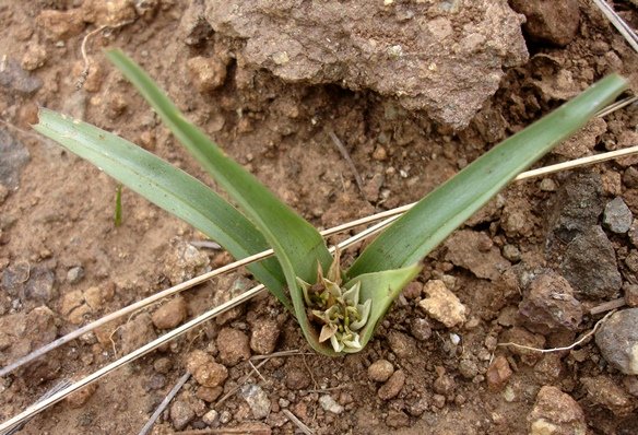 Colchicum natalense